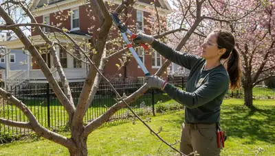 Arborist pruning fruit tree in Cambridge MA backyard orchard for Chop Chop Tree professional tree care