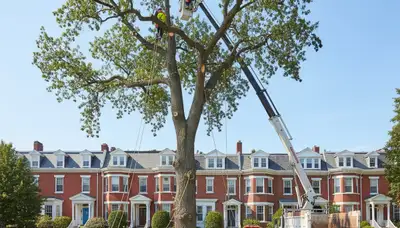 Arborists removing large tree with bucket truck in Charlestown, MA for Cambridge tree removal service