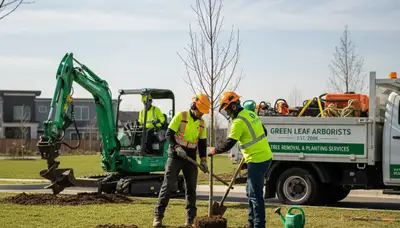 Arborist planting new tree in Cambridge MA yard for Chop Chop Tree professional tree planting service