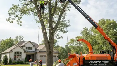 Professional tree removal service in Cambridge, MA safely cutting down large oak tree