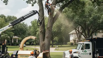 Arborist performing professional tree removal in Cambridge, MA for Chop Chop Tree services