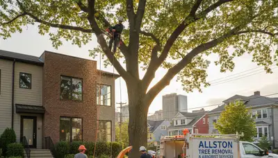 Professional tree removal service in Cambridge MA by certified arborists