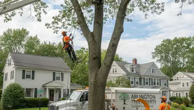 Professional tree removal service in Cambridge MA by certified arborists at cambridgetreeservices.com