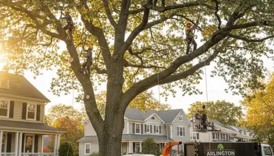 Professional tree removal service in Cambridge, MA by certified arborists at cambridgetreeservices.com