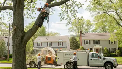 Professional tree removal service in Cambridge, MA by certified arborists at Cambridge Tree Services