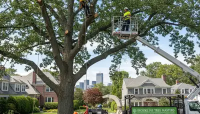 Professional tree removal service in Cambridge MA by cambridgetreeservices.com experts