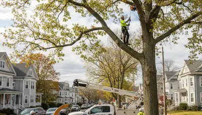 Professional tree removal service in Cambridge MA by certified arborists at cambridgetreeservices.com