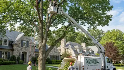 Professional tree removal service in Cambridge MA by certified arborists