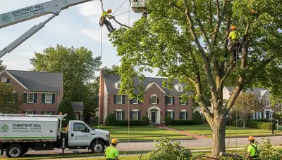Professional tree removal service in Cambridge, MA by certified arborists at cambridgetreeservices.com