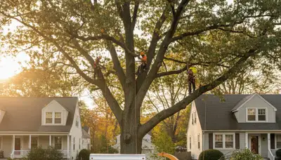 Professional tree removal service in Cambridge, MA by expert arborists at Cambridge Tree Services