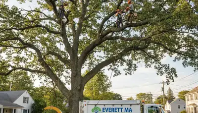 Professional tree removal service in Cambridge MA by certified arborists