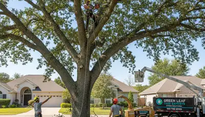 Arborist trimming tree branches in Cambridge MA yard for Chop Chop Tree professional tree service