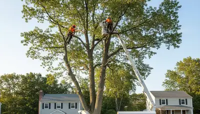 Professional tree removal service in Cambridge MA by certified arborists