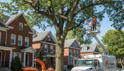Professional tree removal service in Cambridge MA by certified arborists