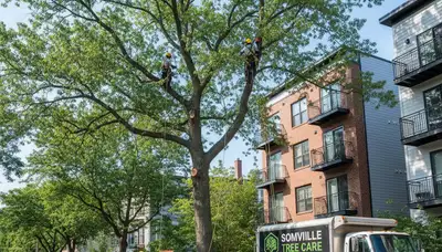 Professional tree removal service in Cambridge MA by certified arborists