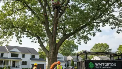 Professional tree removal service in Cambridge MA by certified arborists